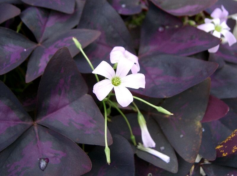 Файл:Oxalis triangularis6.jpg