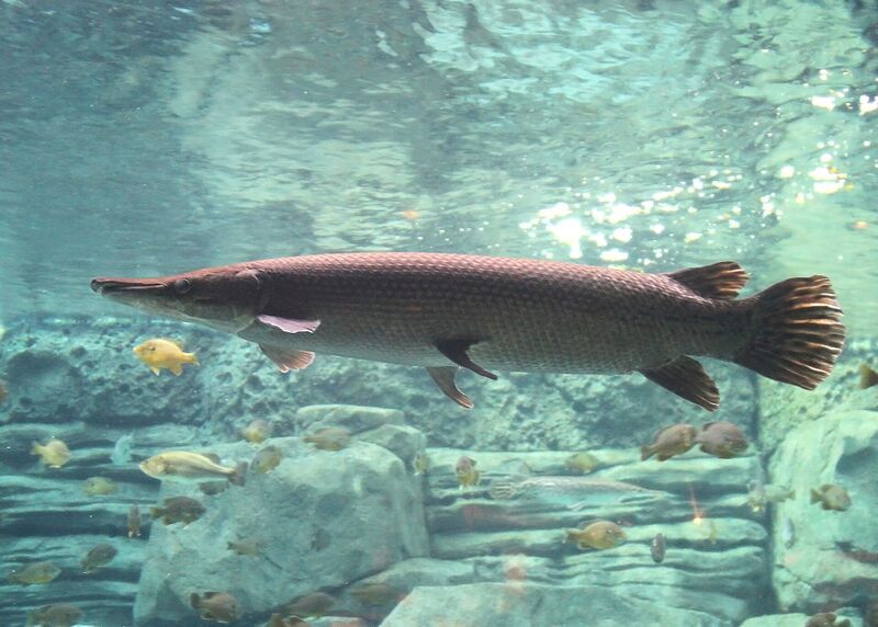 Файл:Alligator Gar 10.JPG