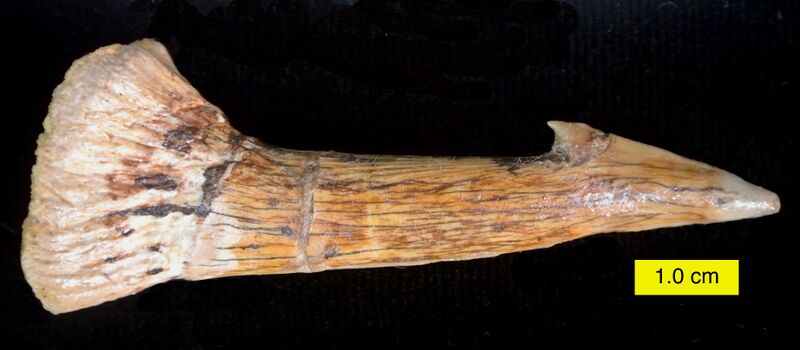 Файл:Onchopristis numidus 052013.JPG