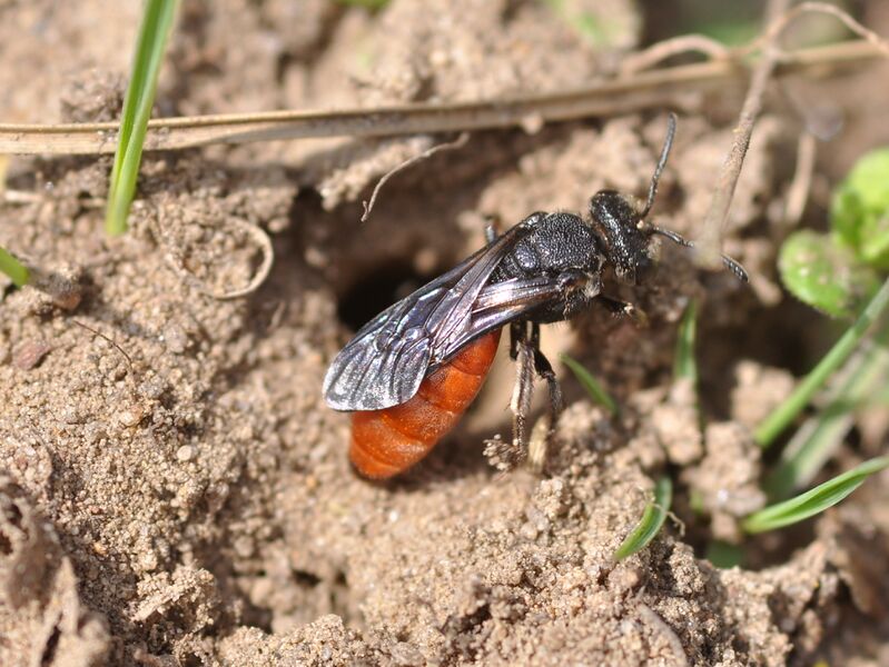 Файл:Sphecodes albilabris 2.JPG