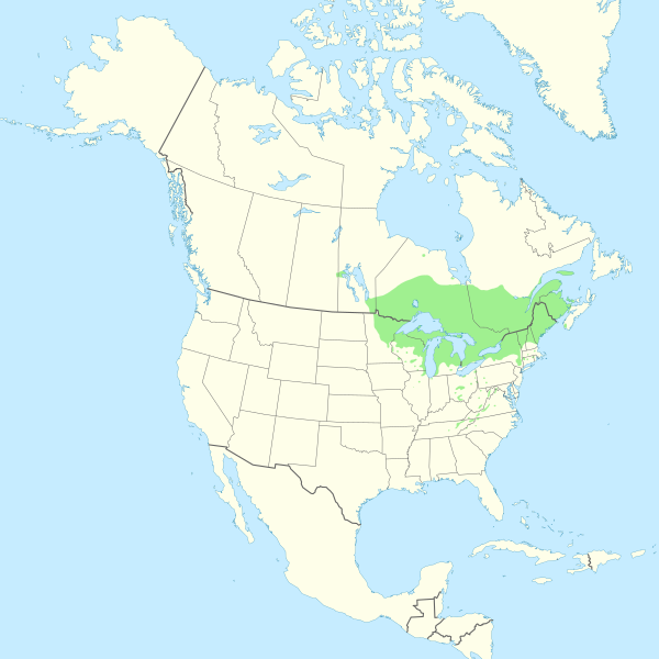 Файл:Thuja occidentalis range map.svg