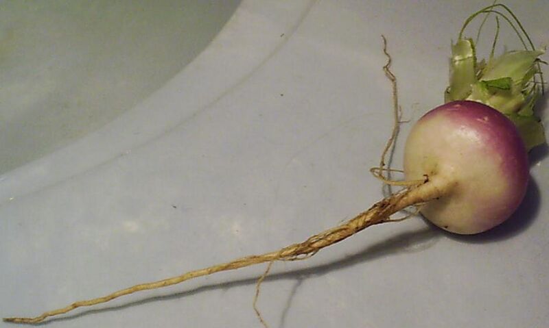 Файл:Turnip.JPG