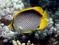 Chaetodon (Rabdophorus) melannotus
