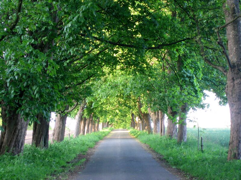 Файл:Allee Carl Ficke Weissenberg.JPG