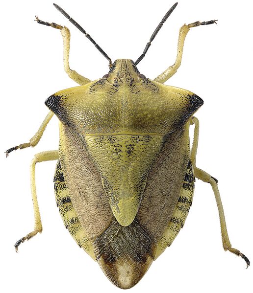 Файл:Carpocoris fuscispinus2.jpg