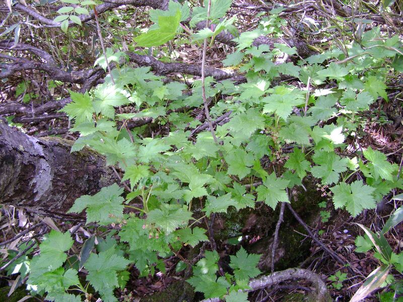 Файл:Ribes sachalinense 1.JPG