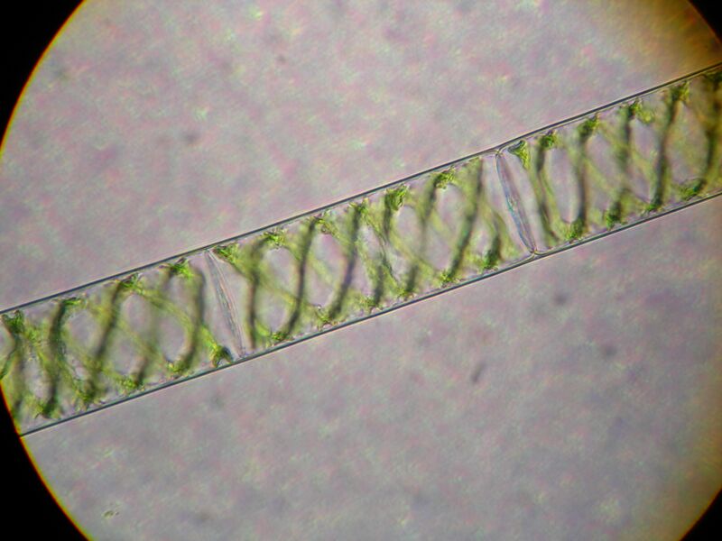 Файл:Spirogyra.JPG
