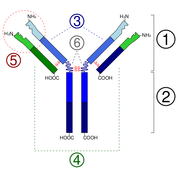 Файл:Immunoglobulin basic unit.svg