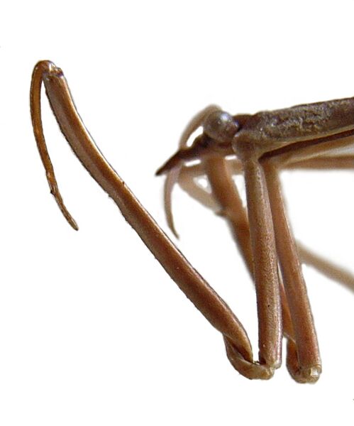 Файл:Ranatra linearis front leg.jpg