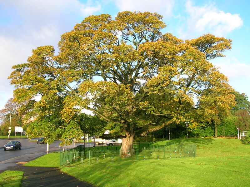 Файл:DarnleySycamore.JPG