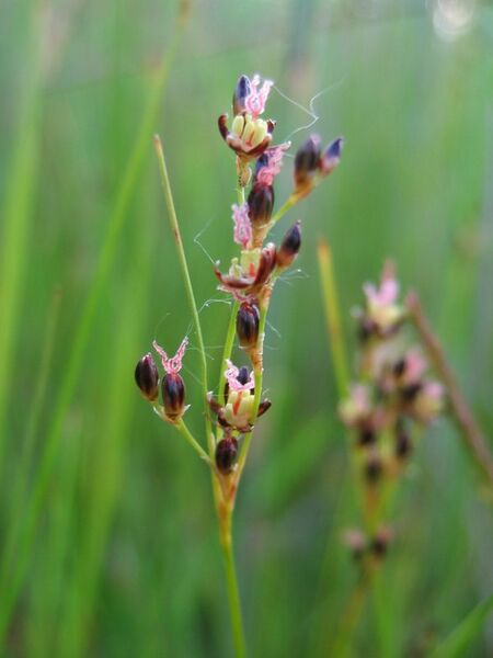 Файл:Juncus gerardii.jpeg