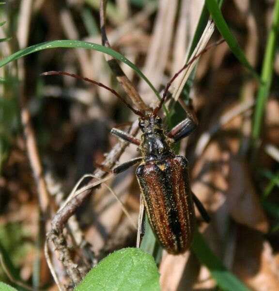 Файл:Oxymirus cursor.jpg