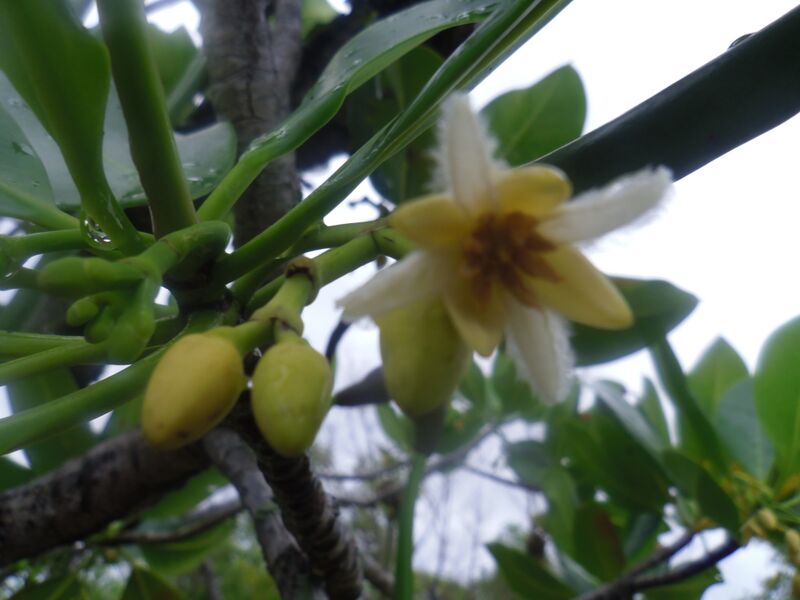 Файл:Rhizophora mucronata.JPG