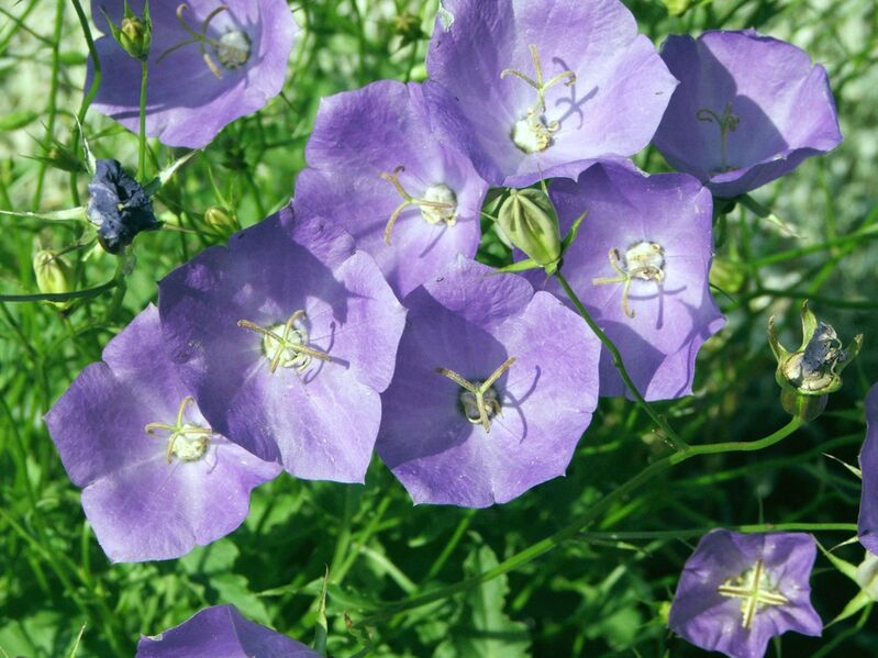 Файл:Campanula carpatica a1.JPG