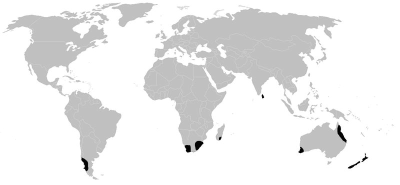 Файл:Distribution.pettalidae.1.png