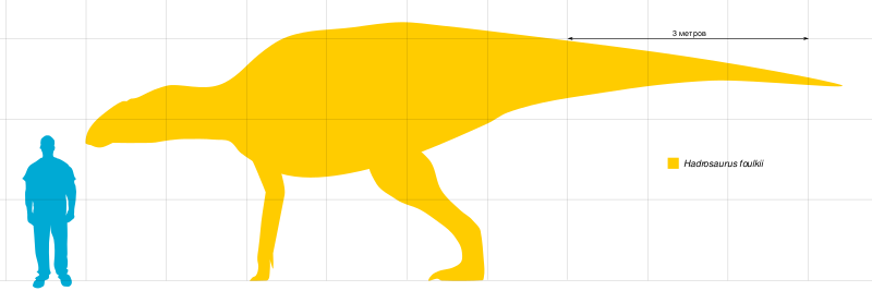 Файл:Hadrosaurus Scale.svg