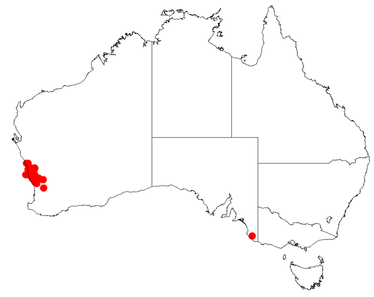 Файл:Isopogon linearisDistMap23.png