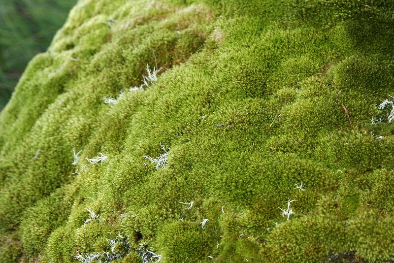 Файл:Moss.jpg