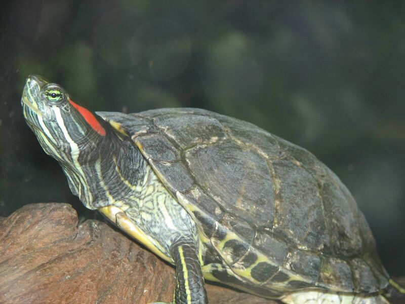 Файл:Red Eared Slider Image 001.jpg