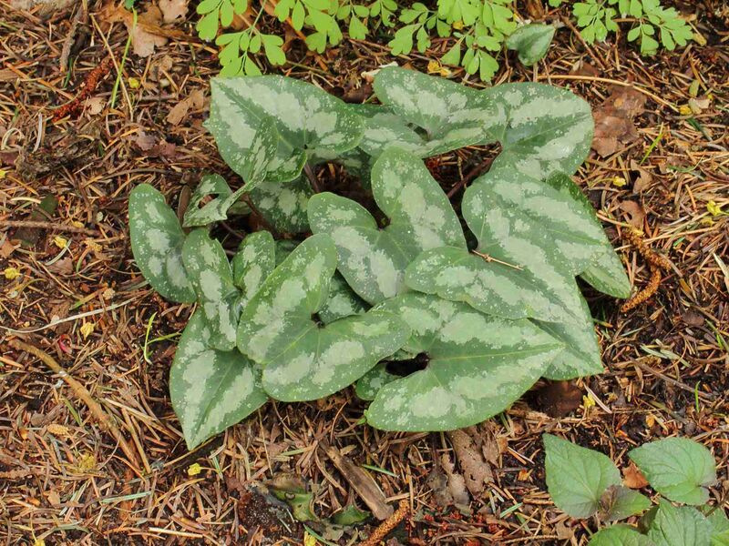 Файл:Asarum splendens..JPG