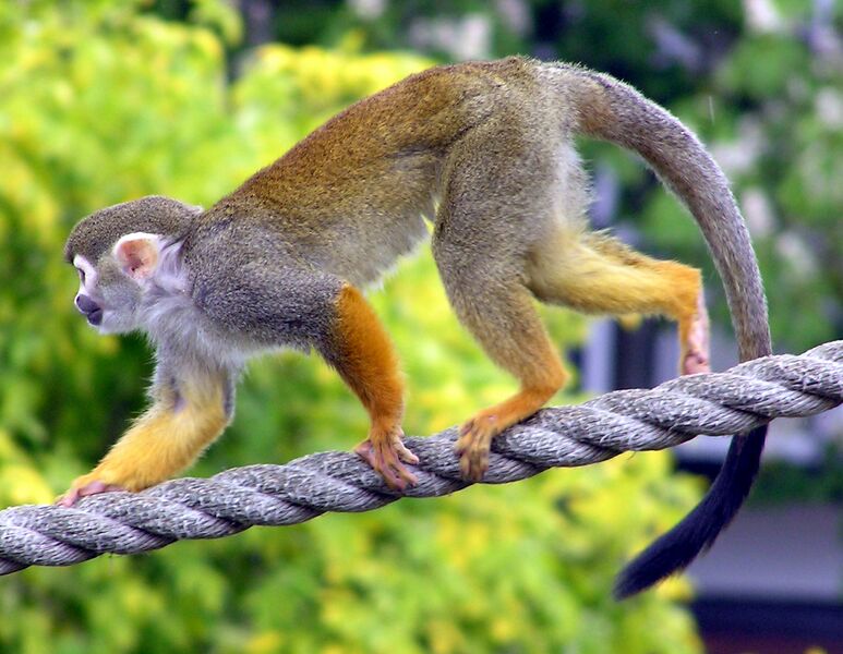 Файл:Common.squirrel.monkey.arp.jpg