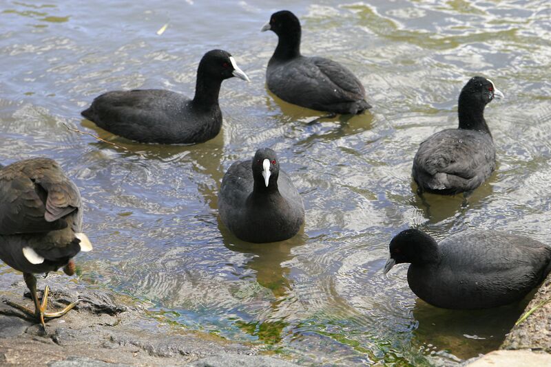 Файл:Common Coots.jpg