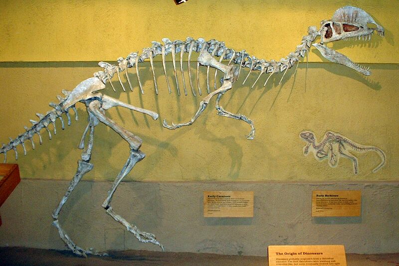 Файл:Dilophosaurus skeleton RTMoP.JPG