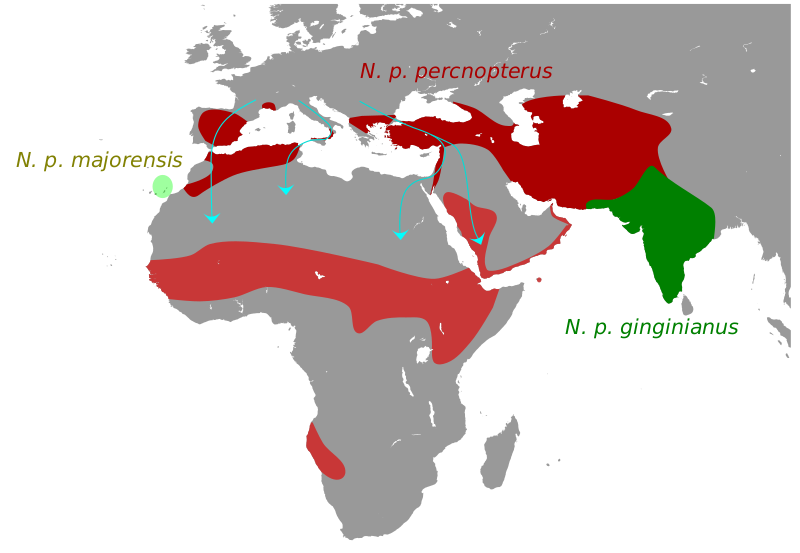 Файл:NeophronMap.svg