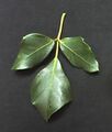 Rhoicissus rhomboidea