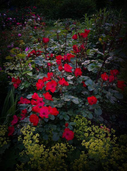 Файл:Rosa 'Robusta'.jpg