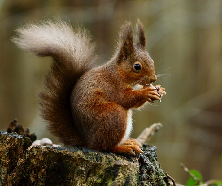 Файл:Squirrel posing.jpg