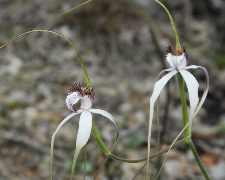 Файл:Caladenia JF WA.JPG