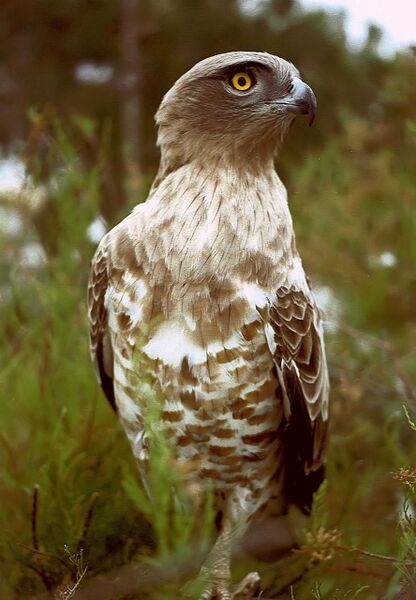 Файл:Circaetus gallicus 01.JPG