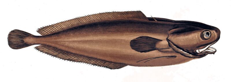 Файл:Raniceps raninus.jpg