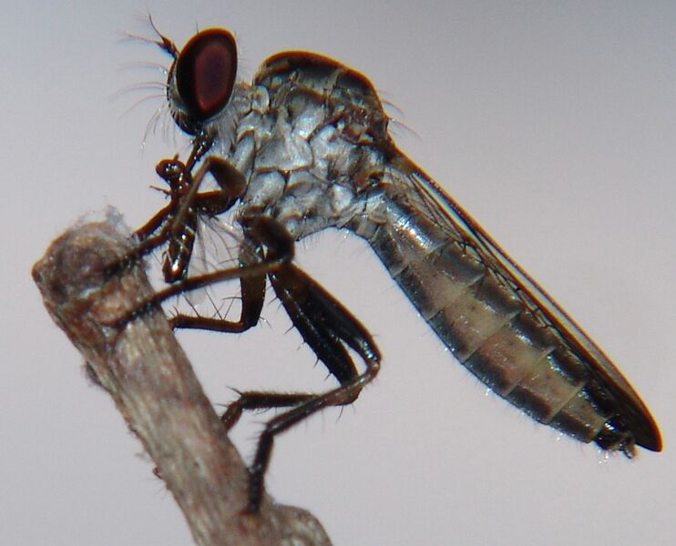 Файл:Robber Fly 1 REFON.JPG