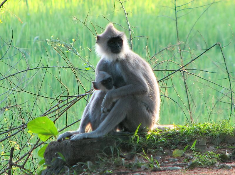 Файл:Semnopithecus priam.jpg