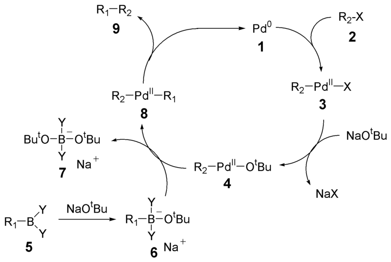 Файл:Suzuki Mechanism Pd Cycle.png