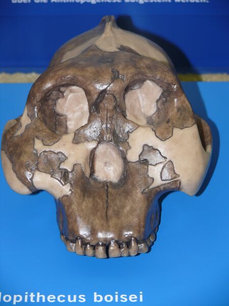Файл:Australopithecus boisei P1060081.jpg