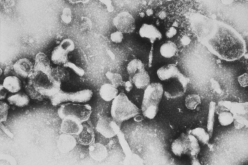 Файл:Feline leukemia virus.JPG