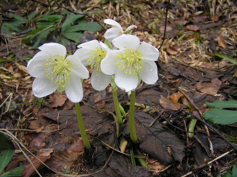 Файл:Helleborus niger2.JPG