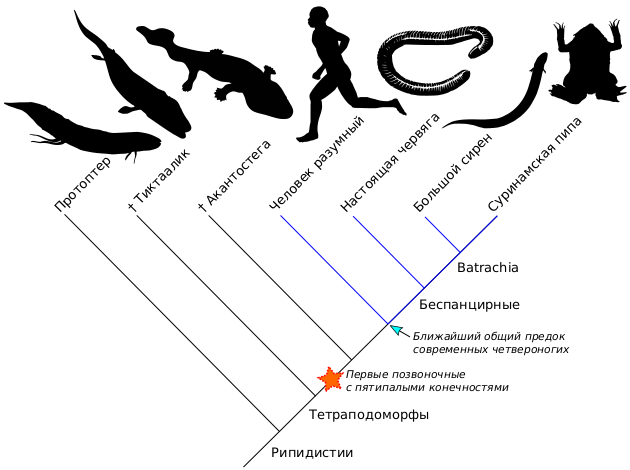 Файл:Tetrapoda PhyloCode.svg
