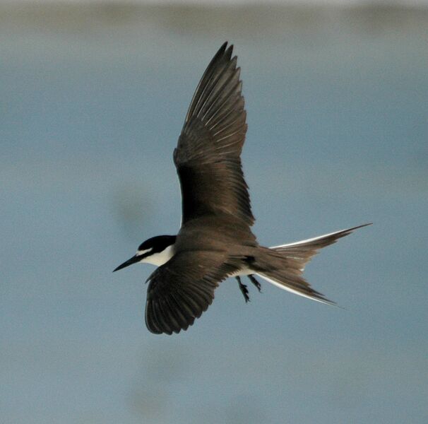 Файл:Bridled Tern flight LEI jan08.JPG