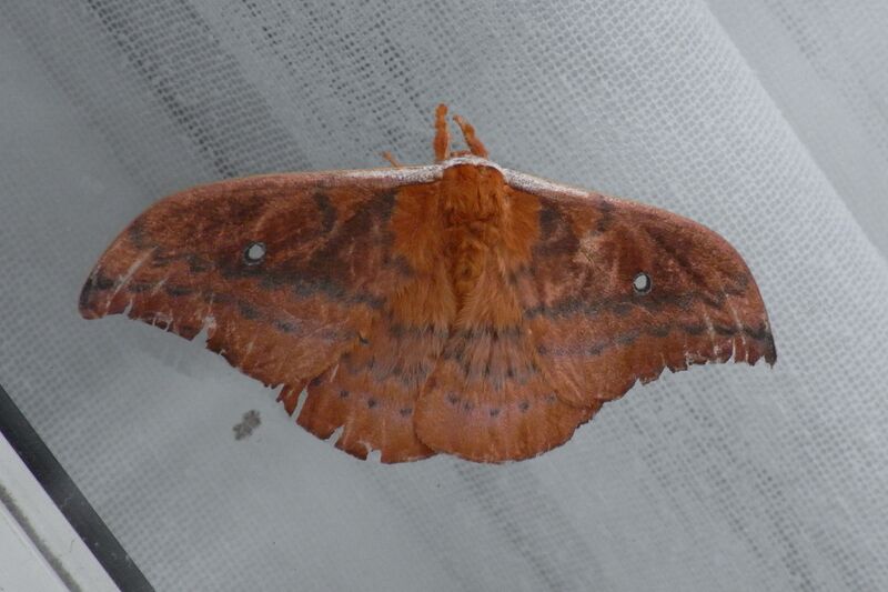 Файл:Emperor Moth Top.JPG