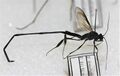 Миниатюра для версии от 12:22, 10 августа 2023