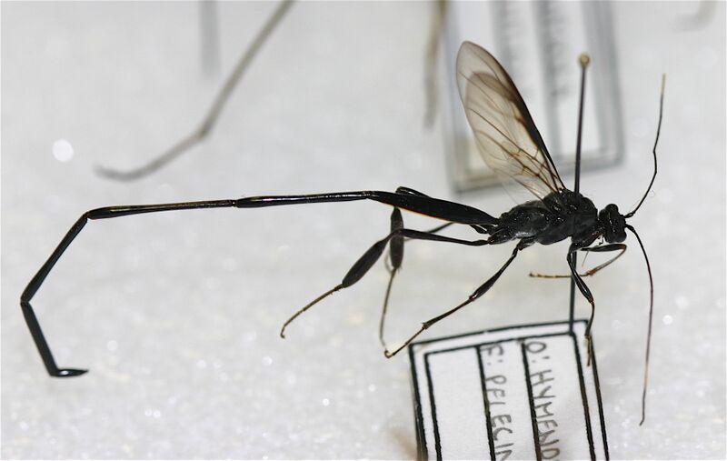 Файл:IC Pelecinus polyturator.JPG