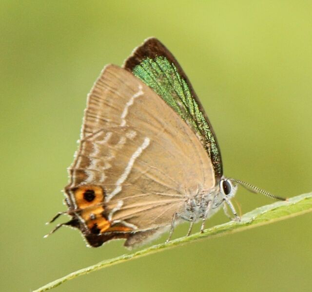 Файл:Neozephyrus japonicus male.JPG