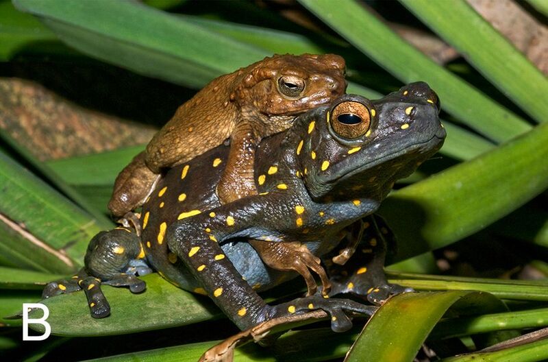 Файл:Rentapia flavomaculata in amplexus.jpg