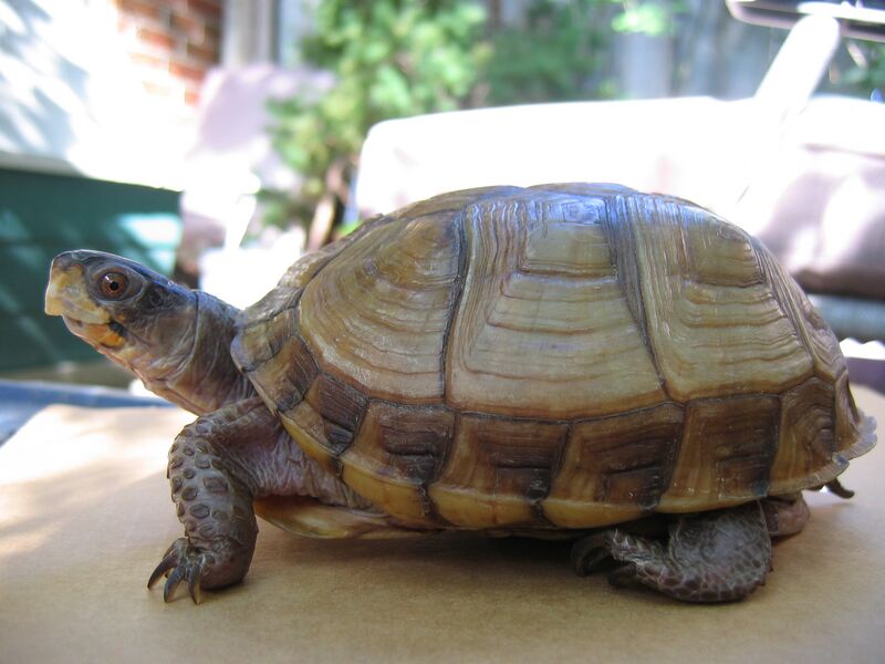 Файл:Three-toed Box Turtle.jpg