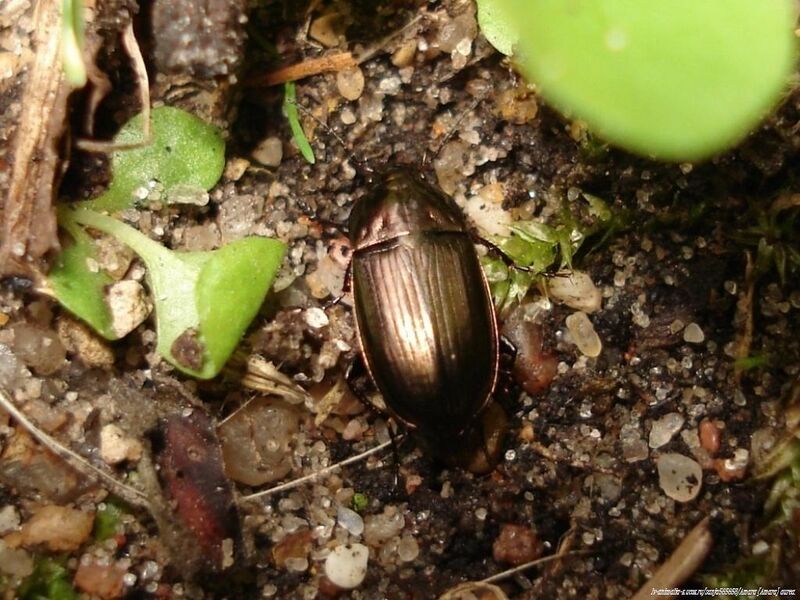 Файл:Amara (Amara) aenea.JPG