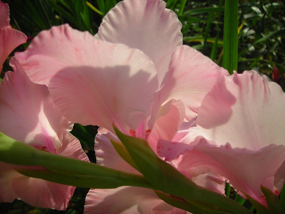 Файл:Gladiolus pink.JPG